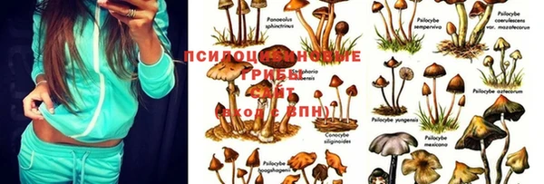 дживик Баксан